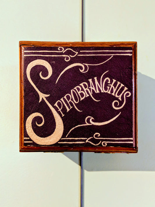 Spirobranchus Ocean Creatures